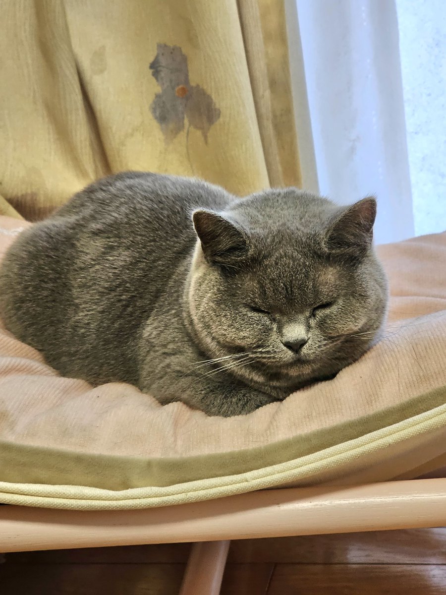 roy_cutecat's tweet photo. すやすや😴💤

#猫 #猫好きさんと繋がりたい𓏲𓎨 #猫がいる幸せ #ブリティッシュショートヘア https://t.co/77ALMiTW9o