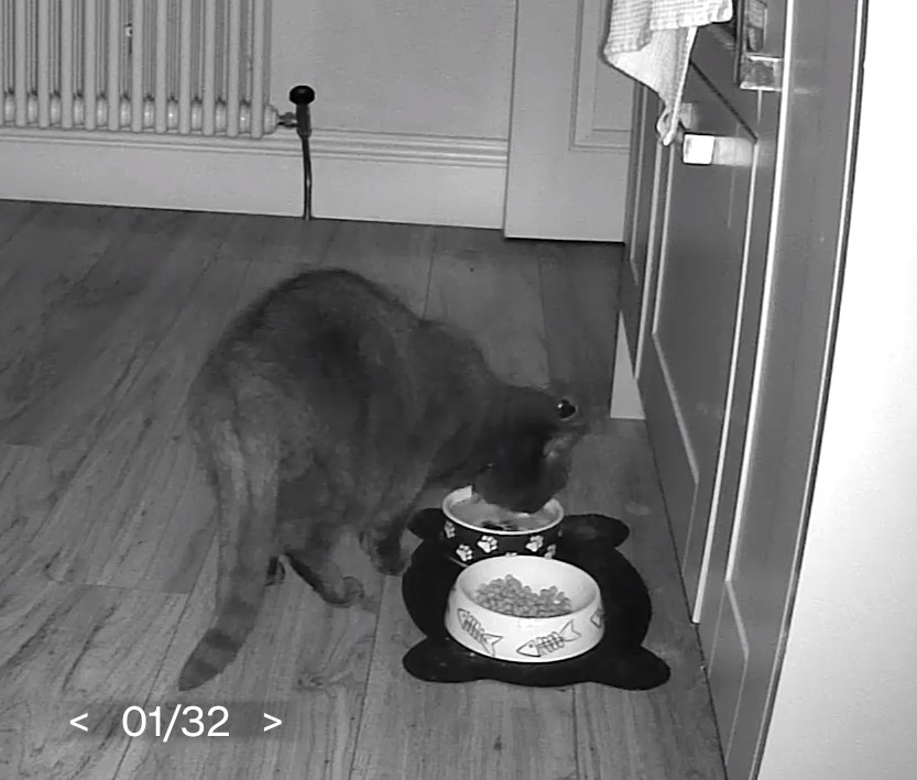 jennyclegg's tweet photo. @FionneOrlander I only capture raccoons on mine https://t.co/w9ePDeqchC