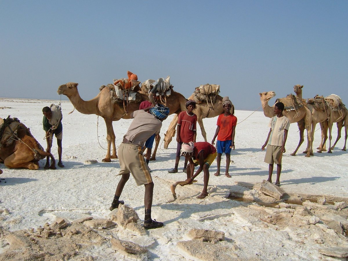VANDEWALLEYves's tweet photo. #Ethiopie Le #sel est extrait du lac #Assale dans le désert #Danakil au fond du #rift (125m sous le niveau de la mer).
Les plaques de sel sont remontées par #caravanes vers les hauts plateaux via le village de Bere Ale.
Le sel est destiné aux animaux d'élevage. https://t.co/UJwgjYhbqO