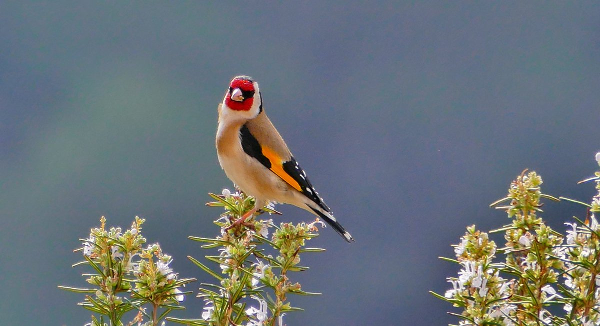 Rob Van Den Berg. tweet media