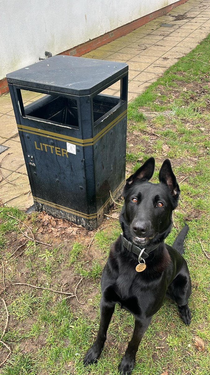 BCHPoliceDogs's tweet photo. PD Bonnie was deployed to a vehicle that had FTS suspected to be involved in burglaries. PD Bonnie with the help from NPAS detained one of the males in a rural location. Male arrested for a number of offences. #OneInTheBin https://t.co/rm9R811l5J