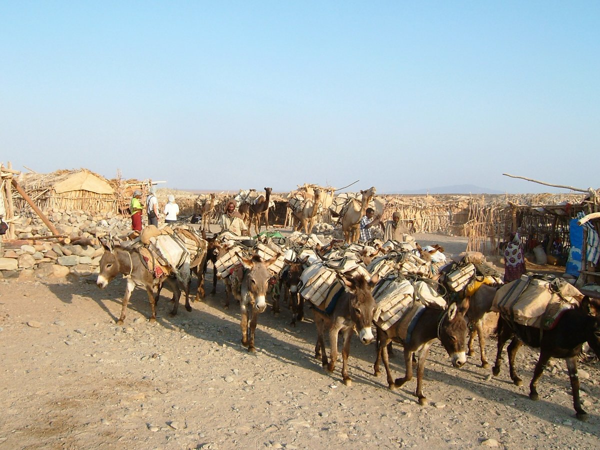 VANDEWALLEYves's tweet photo. #Ethiopie Le #sel est extrait du lac #Assale dans le désert #Danakil au fond du #rift (125m sous le niveau de la mer).
Les plaques de sel sont remontées par #caravanes vers les hauts plateaux via le village de Bere Ale.
Le sel est destiné aux animaux d'élevage. https://t.co/UJwgjYhbqO