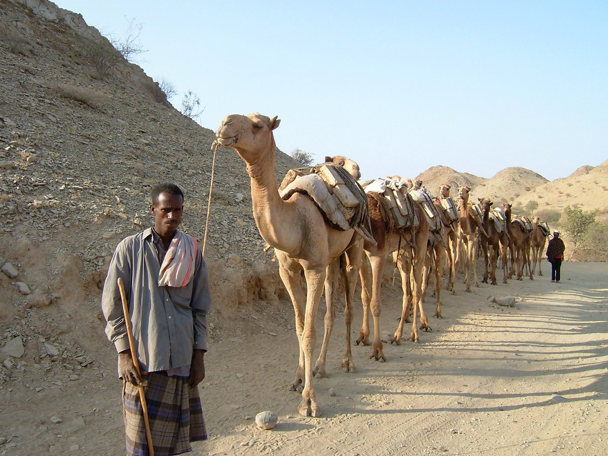 VANDEWALLEYves's tweet photo. #Ethiopie Le #sel est extrait du lac #Assale dans le désert #Danakil au fond du #rift (125m sous le niveau de la mer).
Les plaques de sel sont remontées par #caravanes vers les hauts plateaux via le village de Bere Ale.
Le sel est destiné aux animaux d'élevage. https://t.co/UJwgjYhbqO