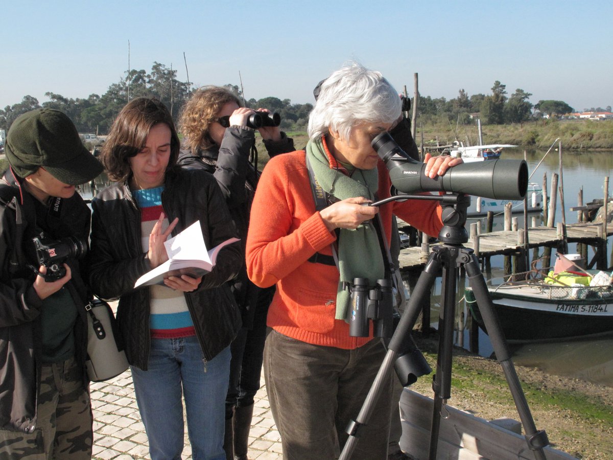 Today is the @WeBS_UK January Priority Core Count! ❄️❄️❄️ Portuguese counters remind us that #waders that travel further south find much warmer conditions! Roost counts in Portugal: wadertales.wordpress.com/2023/02/14/why… Easy life for Portuguese Black-tailed Godwits: wadertales.wordpress.com/2016/11/18/ove…