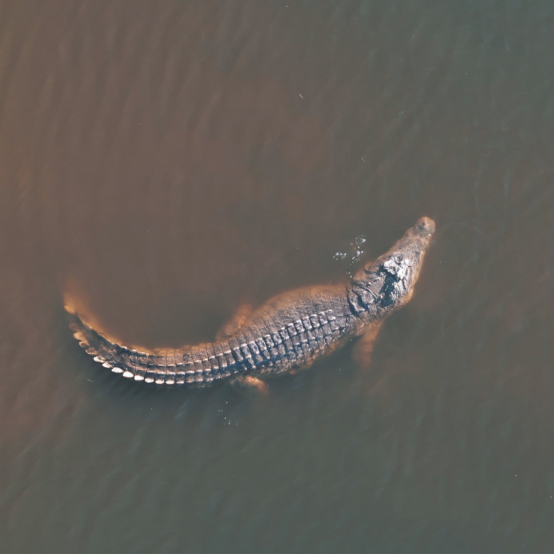 Finch Hattons Luxury Tented Camp tweet media