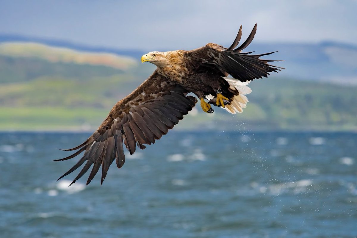 How wonderful that sea eagles are once again soaring over English waters! thetimes.co.uk/article/e4da9d…