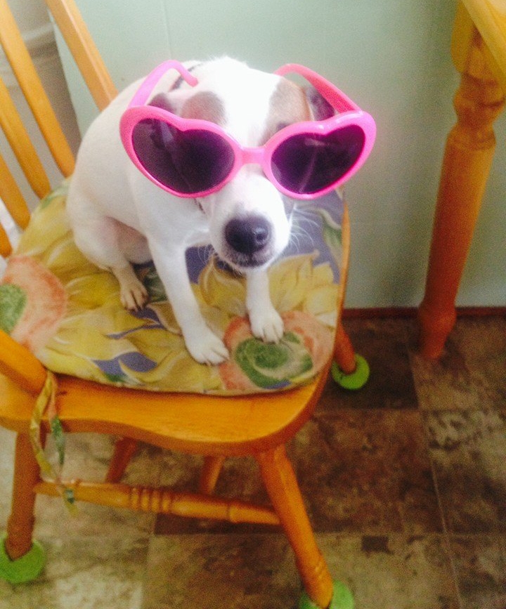 GraveyardPirate's tweet photo. 12 years ago today I found this Jack Russell Terrorist mix (wildly) running loose in Nashville TN #InnerCity. Was on my birthday and she was and still is the best present EVER and the coolest😎 little dog I've ever had.

Happy 13th Mae'ra Procyon &amp; Happy 55th to me! #CanisMinor https://t.co/clldpzY54n