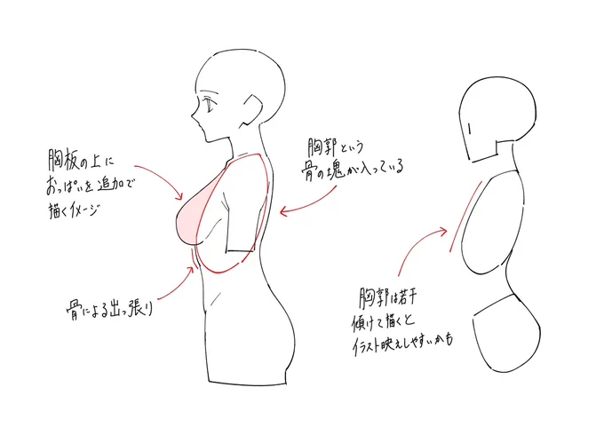 横から見た胸を描くときのポイントメモです。