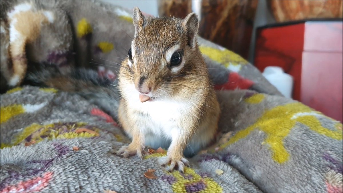 다람쥐 쿠션 지저분해서 빨아줬는데, 깨끗한 쿠션 위에 올라간 다람쥐 충격받아서 굳어버림.

한 1분 넘게 굳어 있는데 보니까 입에 잣도 하나 문 상태로 굳어 있음 ㅋㅋㅋ 저기요?