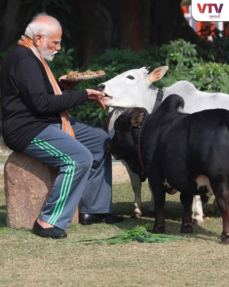 VtvGujarati's tweet photo. ઉત્તરાયણના દિવસે ગૌસેવા: વડાપ્રધાન નરેન્દ્ર મોદીએ મકરસંક્રાંતિ નિમિત્તે કરી ગૌસેવા. પ્રધાનમંત્રીના નિવાસ સ્થાને જ આ ગાયોને ઉછેરવામાં આવી રહી છે, થોડા દિવસ અગાઉ પણ ગાયોની તસવીર થઈ હતી વાયરલ.
#PMNarendraModi #uttrayan2024 #showcaseuttarayan #MakarSankrati #PMModi #VTVGujarati https://t.co/lYIRyBVLEg