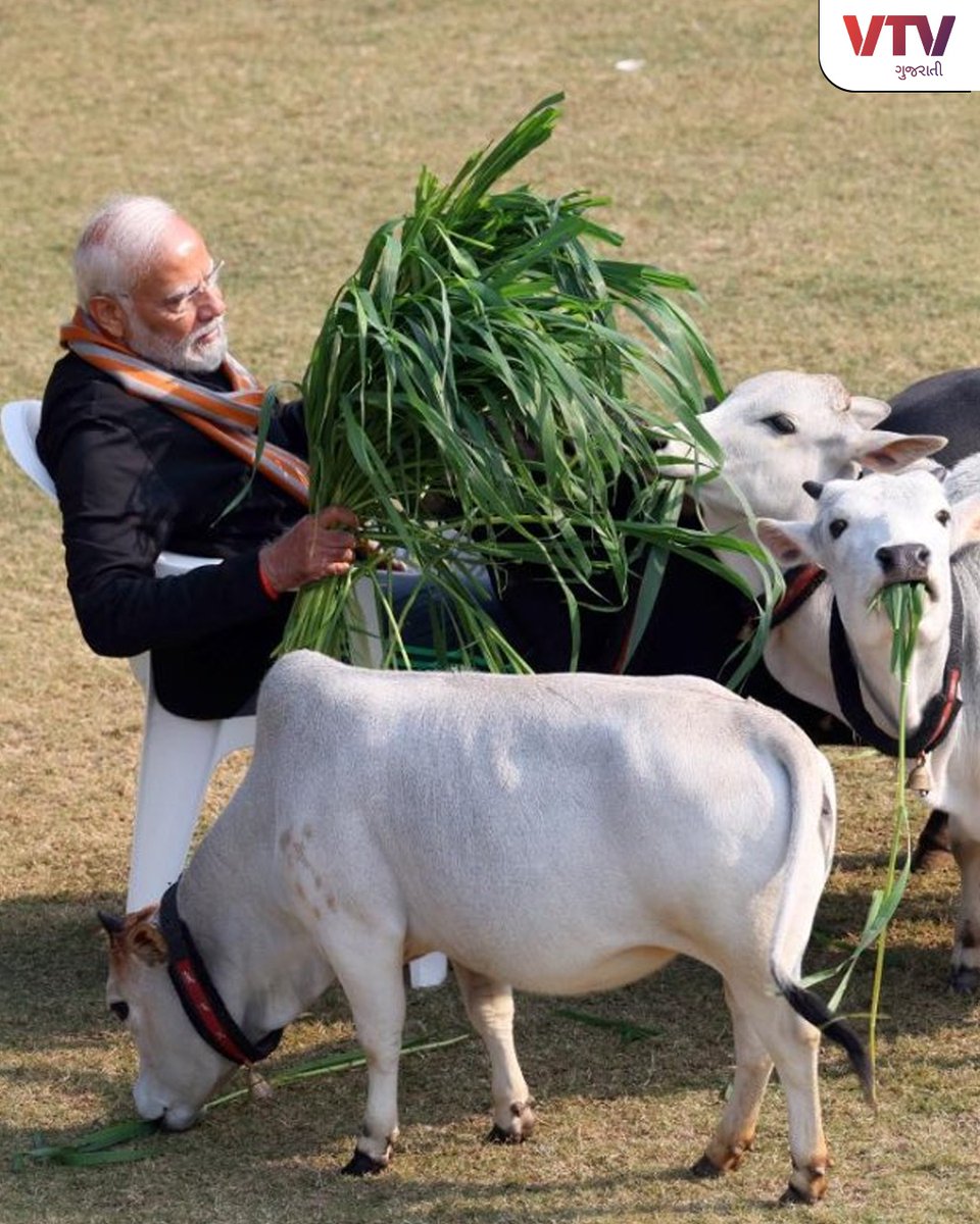 VtvGujarati's tweet photo. ઉત્તરાયણના દિવસે ગૌસેવા: વડાપ્રધાન નરેન્દ્ર મોદીએ મકરસંક્રાંતિ નિમિત્તે કરી ગૌસેવા. પ્રધાનમંત્રીના નિવાસ સ્થાને જ આ ગાયોને ઉછેરવામાં આવી રહી છે, થોડા દિવસ અગાઉ પણ ગાયોની તસવીર થઈ હતી વાયરલ.
#PMNarendraModi #uttrayan2024 #showcaseuttarayan #MakarSankrati #PMModi #VTVGujarati https://t.co/lYIRyBVLEg