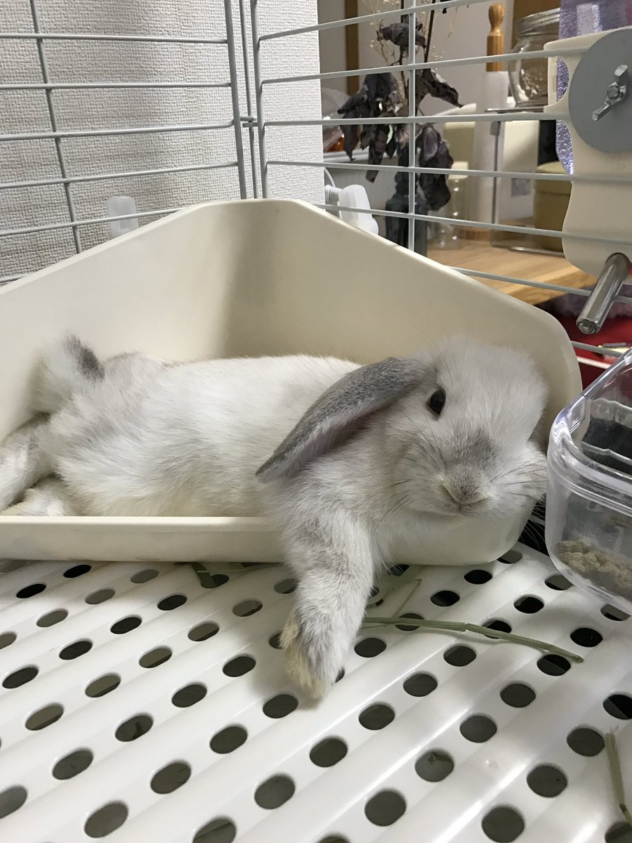 too_BirdiE's tweet photo. #全日本うさぎのエケチェン選手権 https://t.co/Urr3zNcGqt