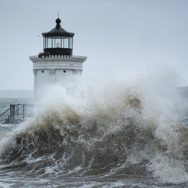 Dominic Trapani tweet media