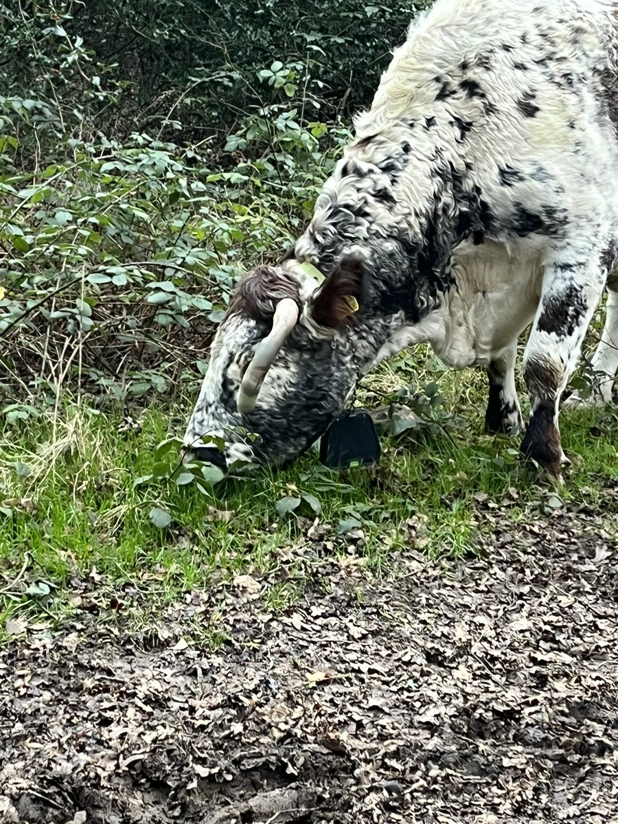 Georgin08094232's tweet photo. @CoLEppingForest today in the forest https://t.co/1it1ibDgAz