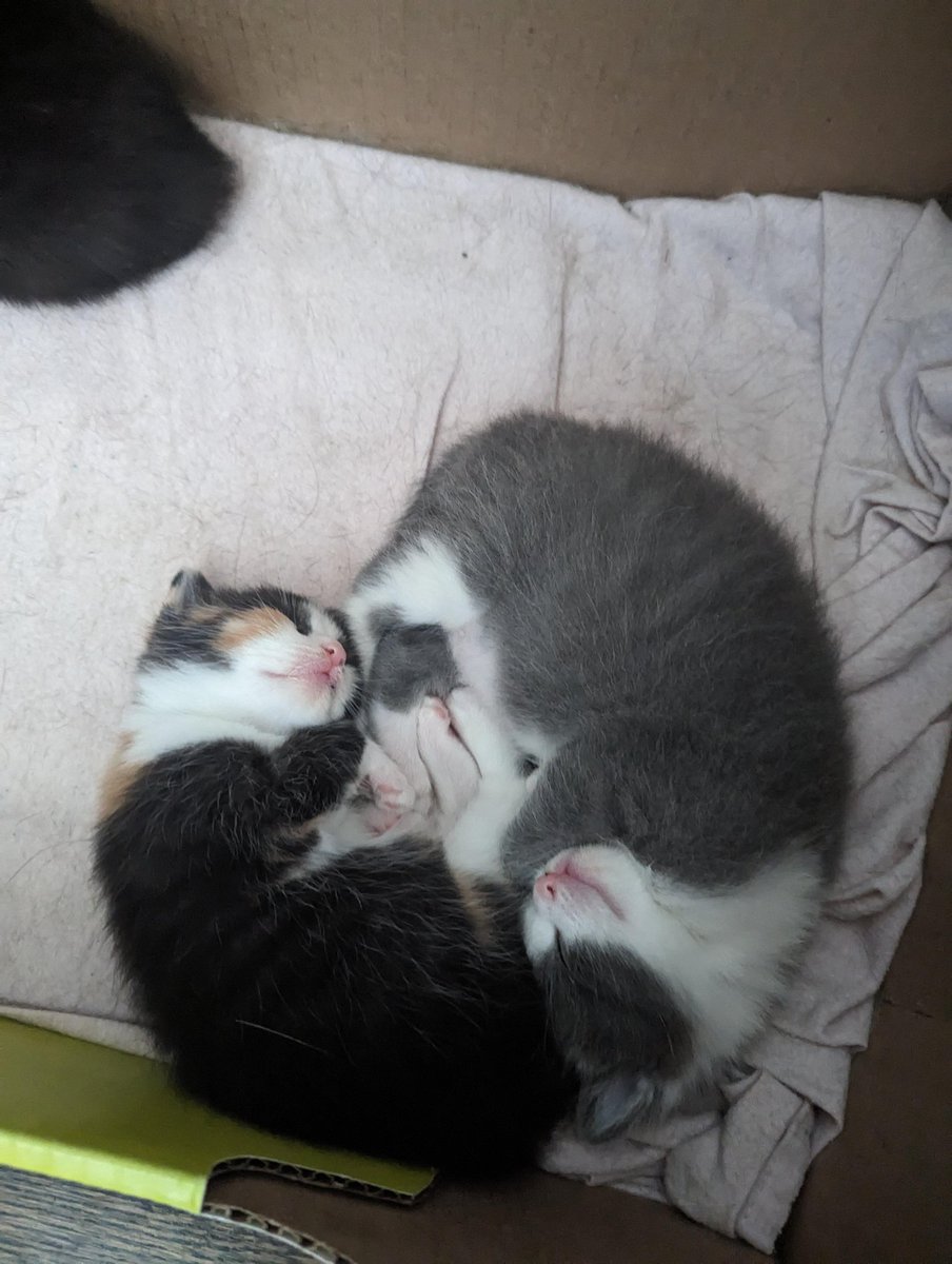 <a href="/sweetiefabric/">Isuleca ˎ₍•ʚ•₎ˏ | Comissions open</a> nós