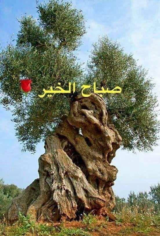 hani_skafi24 tweet media