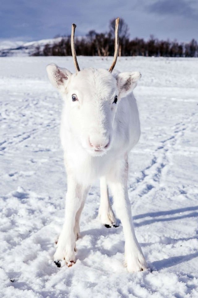 Norveç'te beyaz bir Ren geyiği yavrusu.🦌