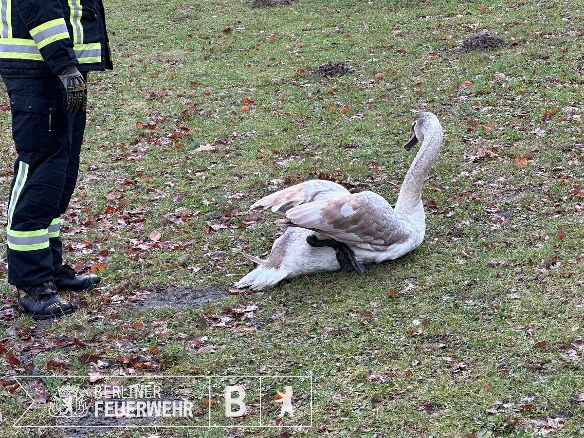 #Tierrettung im #Schlossgarten in #Charlottenburg. Dort haben wir einen verletzten #Schwan aus dem Karpfenteich gerettet. Im Einsatz war auch die #Lehrfeuerwache mit einem #Eisrettungsanzug. Den verletzten Schwan bringen wir zur Versorgung in eine Tierklinik.
#EstuK #GoodJob #LFW