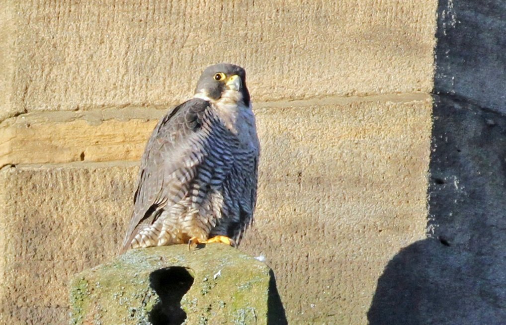 Sheffield-Peregrine back on site at the usual site this morning @Shefbirdstudy @BirdDoncaster