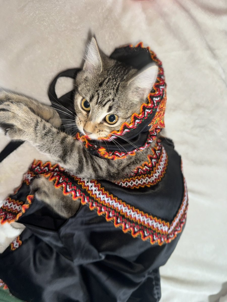 lya_sll's tweet photo. Mon chat est désormais kabyle. https://t.co/XTl3BDqumU