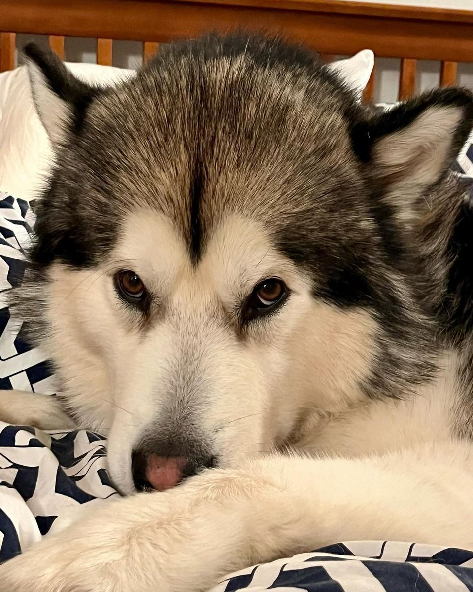 MalamuteClub's tweet photo. Good Morning @followers 
🐾😍❤️

👉👉 @malamuteclub for daily dose of Cute Malamute...

Credit : omallymute
*No copyright intended
*All rights are reserved &amp; belong to their respective owners.
Dm for removal 🦋🦋

#alaskanmalamute #goodmorning https://t.co/jU8kkX9T7j