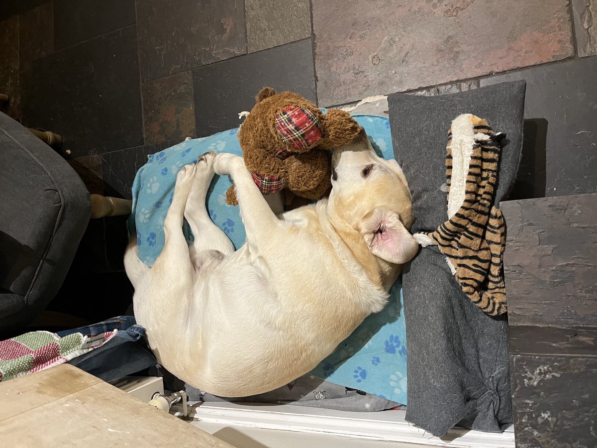 I don’t like sleeping alone 🐶