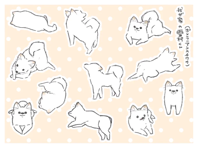 我が家のわんこ、雪村くん 顔はチワワだけどおでこが狭くてポメみが強い🐕