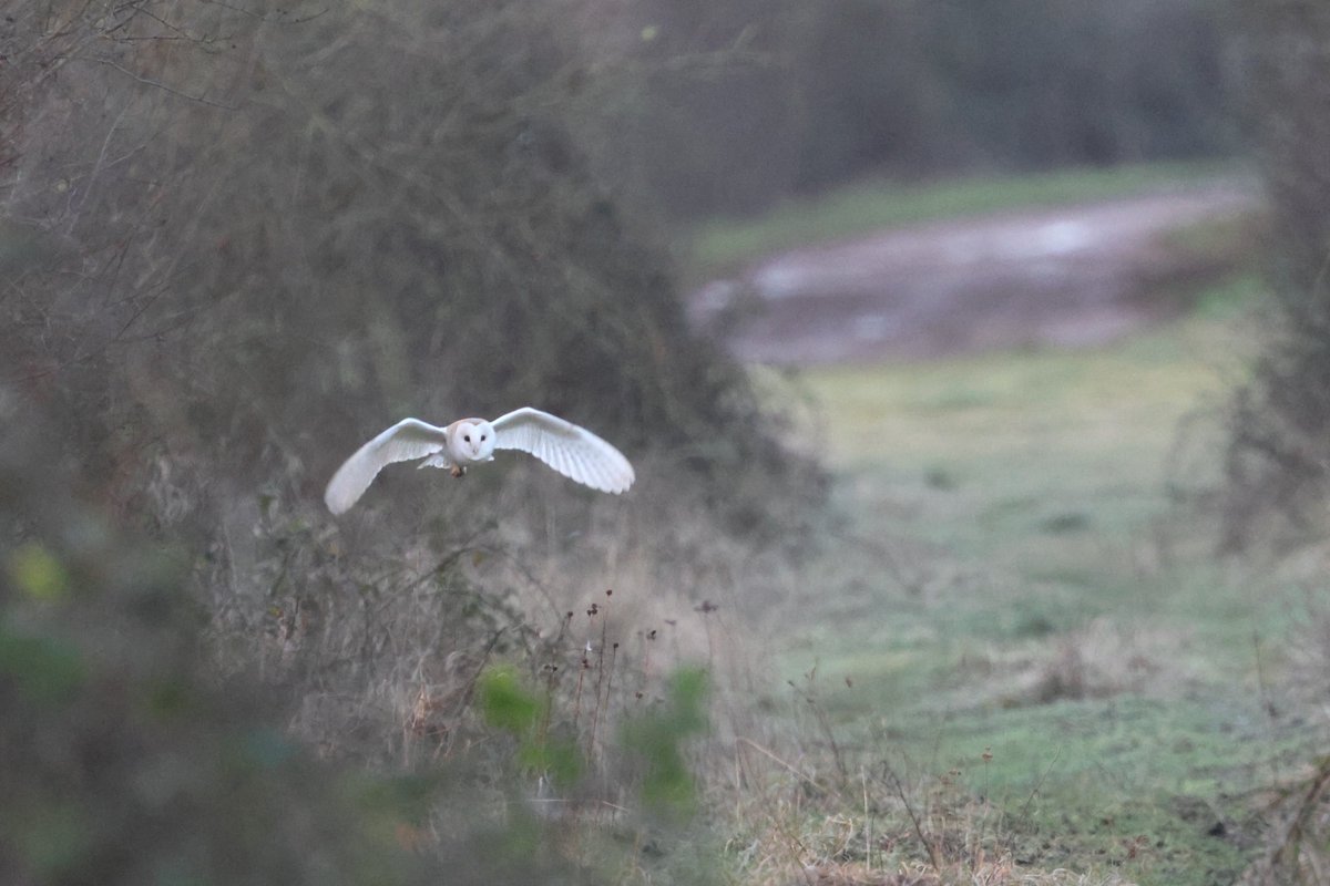 bcbeancounter's tweet image. A joy to spend the early minutes of daylight with a local Barn Owl. #northantsbirds #barnowl #rspb