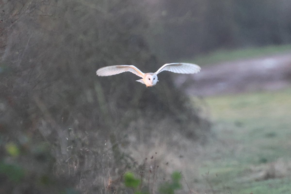 bcbeancounter's tweet image. A joy to spend the early minutes of daylight with a local Barn Owl. #northantsbirds #barnowl #rspb