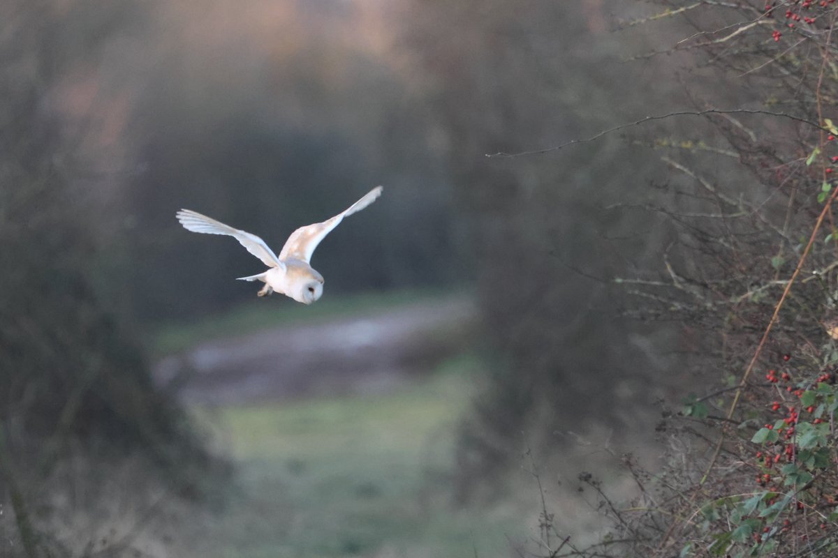 bcbeancounter's tweet image. A joy to spend the early minutes of daylight with a local Barn Owl. #northantsbirds #barnowl #rspb