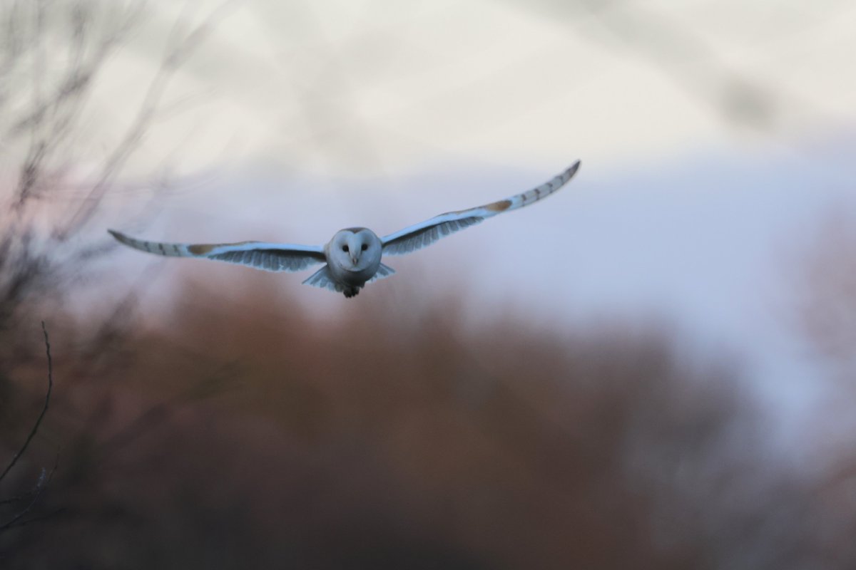 bcbeancounter's tweet image. A joy to spend the early minutes of daylight with a local Barn Owl. #northantsbirds #barnowl #rspb