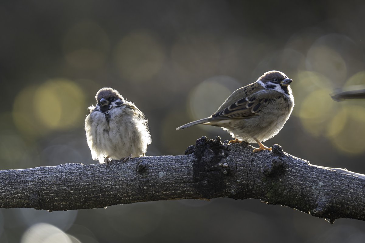 p496's tweet photo. #すずめ #スズメ #雀 #sparrow #ちゅん活 #野鳥写真 #birding https://t.co/0SV6eDgxun