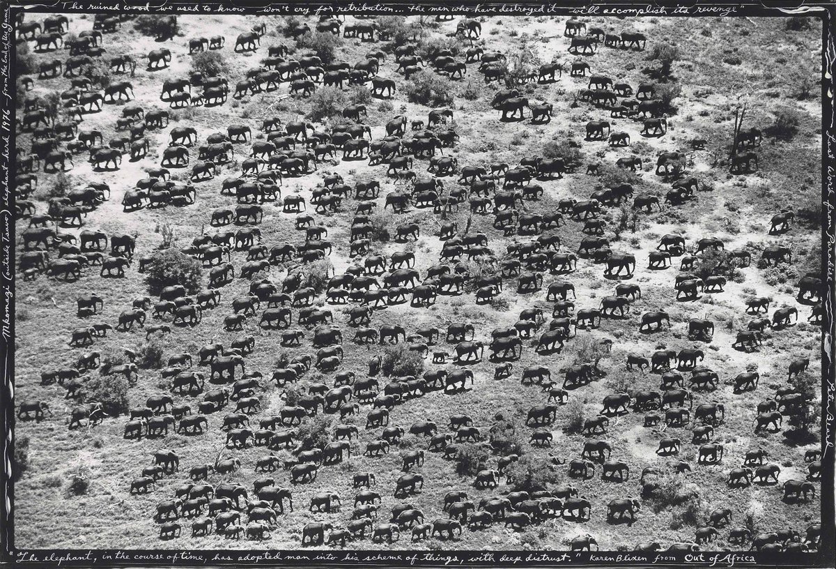 Rainmaker1973's tweet photo. n 1500, there were over 25 million elephants in Africa. 

By 1900 this had fallen to 10 million, and by 1979 down to 1.3 million. By the mid-1990s they were below 300,000.

This is a photo from 1976.

[📷 Peter Beard] https://t.co/zGh1vJaAqU