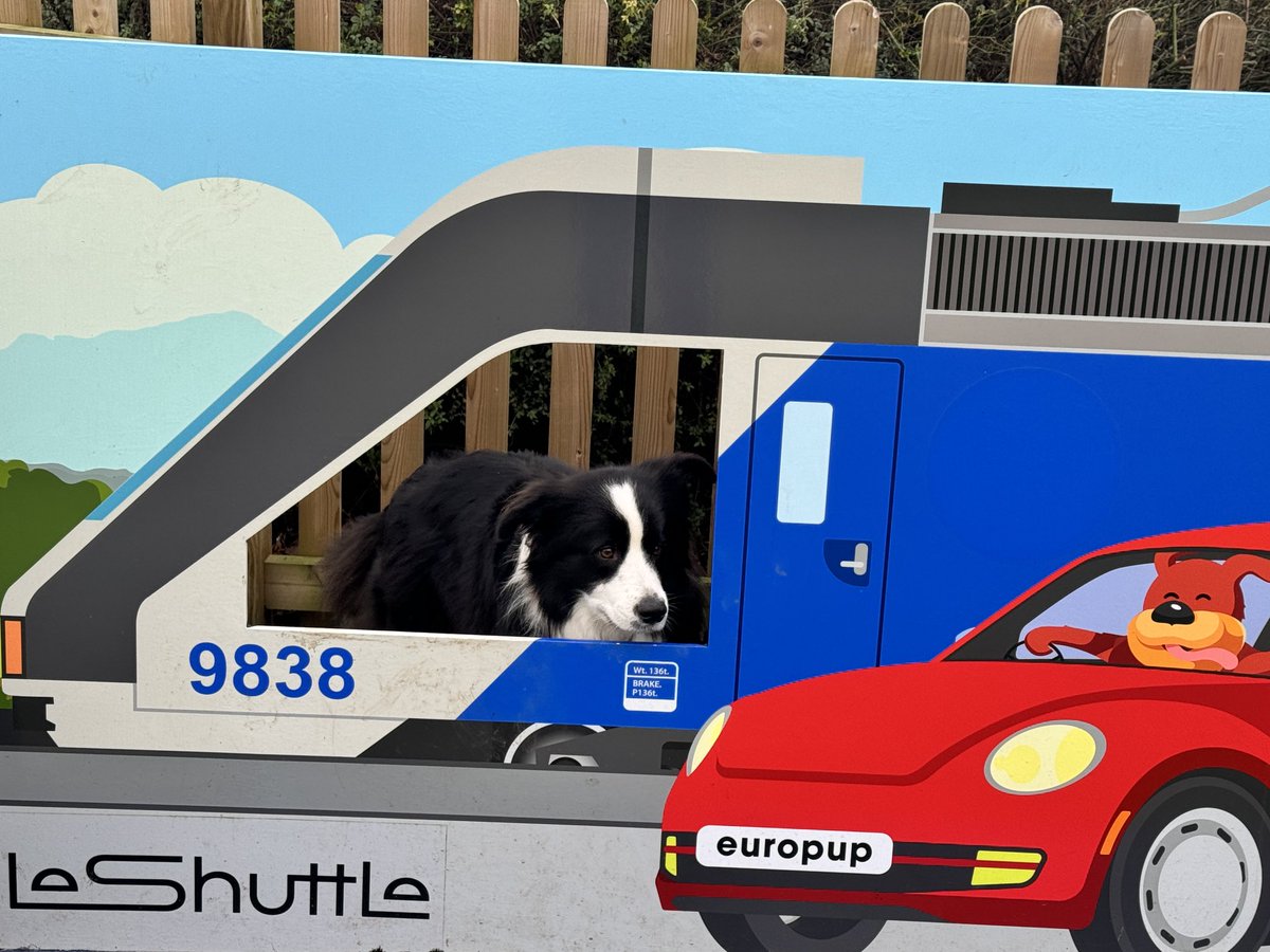 Bobby the Border Collie tweet media