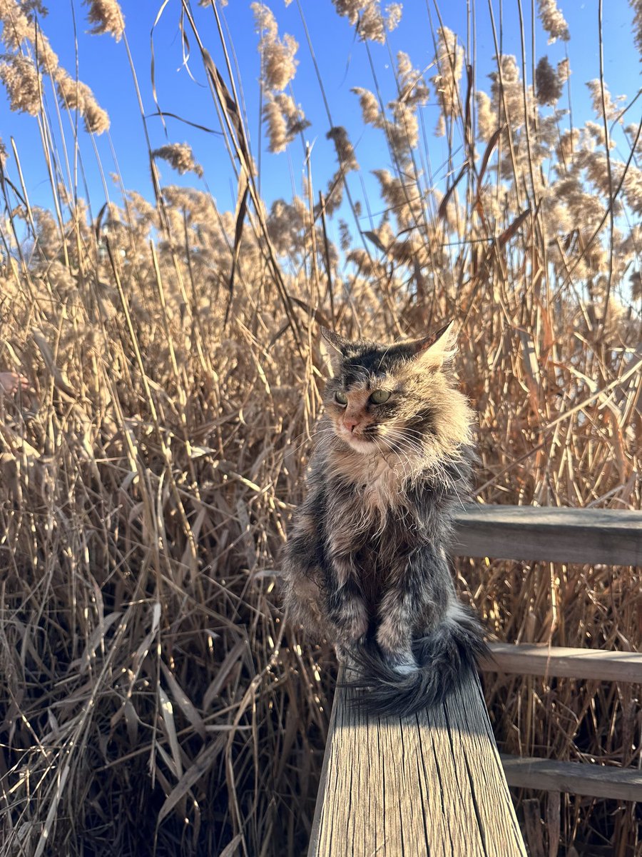 📍Göksu Parkı Eryaman #Ankara 🐈