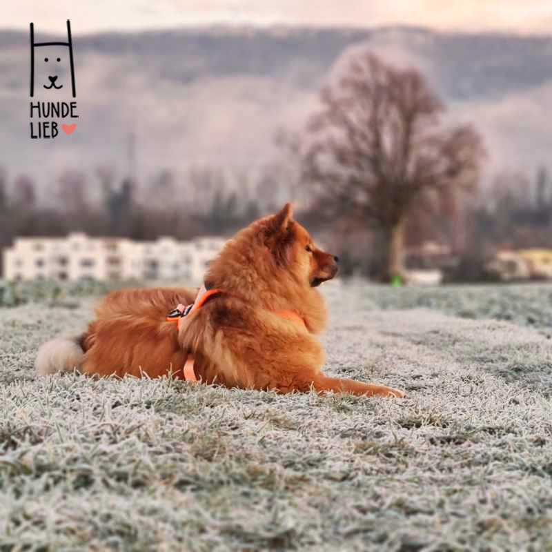 Mit meinem dicken Fell kann ich auch mal den gefrorenen Boden genießen.

#hundelieb #dogsharing #dogfluencer #dailydoseofdog #dogsharingdeutschland #dogsharingösterreich #dogsharingschweiz #dogcommunity #lovedogs #hund #hunde #leihhund #hundleihen #hundeleben #hundeglück