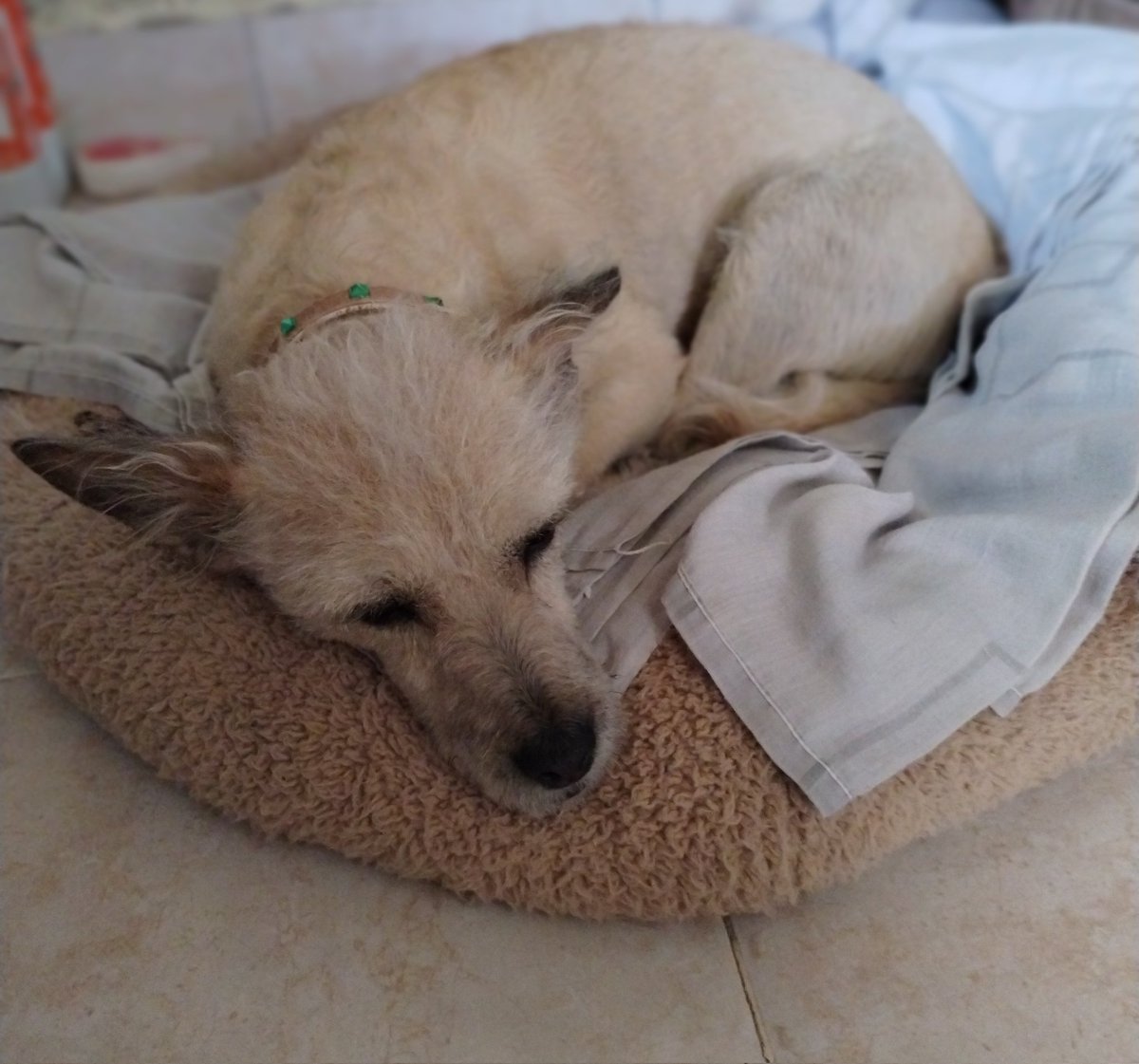 Charlie_Ara71's tweet photo. #estefinde @todonoticias desayunando, pero con Pipi que no quiere despegar,😴 😂. Somos Mony y Charly desde Península Ruca-Co (Lago Pellegrini), Cinco Saltos, Río Negro. Buen programa y feliz domingo! https://t.co/THr6xDAUZy