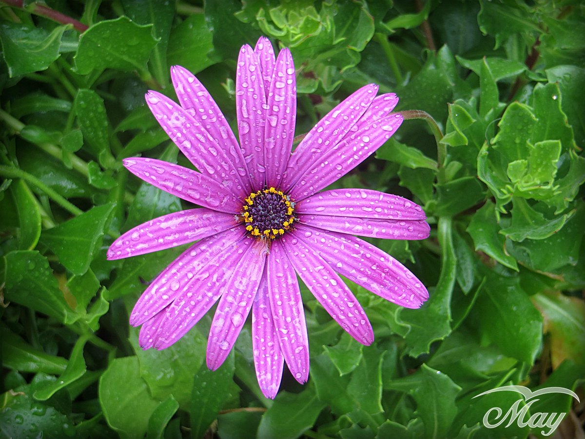 paikea_nz's tweet photo. @RCederfjard Good Morning #Flowers #Flowershots https://t.co/srO3NYtu8Y