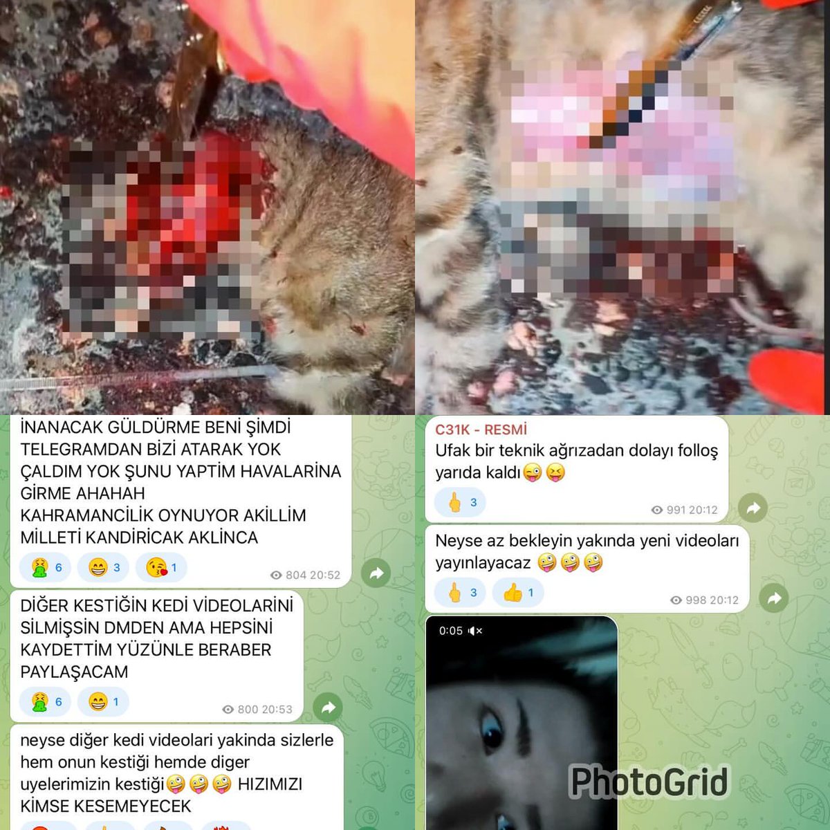 nihalerkoc06's tweet photo. Bıçakla bir kedinin canlı canlı gözünü OYAN, elleri ile derisini KOPARTARAK işkence edip öldüren CANİLER insana ne yapmaz!

“C31K” dışarda olan üyeleri işkence videoları paylaşmaya devam ediyor.

@TC_icisleri Bakanım Sn.@AliYerlikaya C31K örgütü üyelerinin dışarıda kalıp hayvanlara işkence videoları paylaşmaya devam edenlerin hepsinin yakalanmasını ve insanları hayvanlara karşı kin ve nefrete teşvik ederek bu vahşetlerin yaşanmasını sağlayan hayvan düşmanı hesapların hakkında da soruşturma başlatılmasını talep ediyoruz.
@EmniyetGM @sibersuclar @SiberayEGM @iletisim
