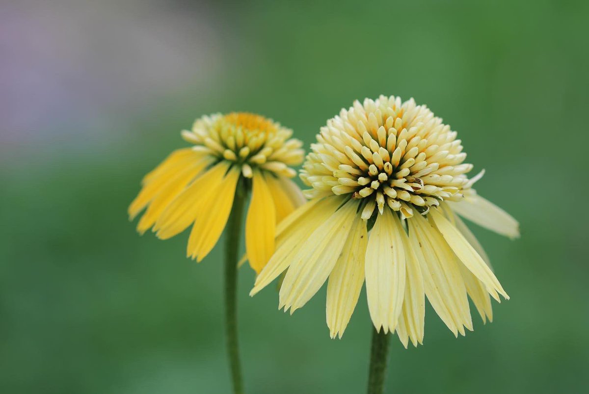 jannibele's tweet photo. Echinaca ’Yellow Eccentric’ for #YellowSunday #SundayYellow #Coneflower  #Gardeningtwitter https://t.co/8z1wqLy4aL