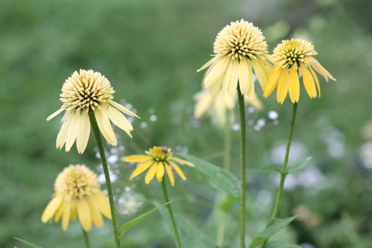 jannibele's tweet photo. Echinaca ’Yellow Eccentric’ for #YellowSunday #SundayYellow #Coneflower  #Gardeningtwitter https://t.co/8z1wqLy4aL