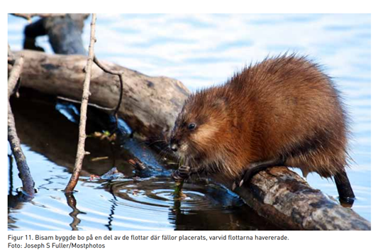 EricavonE's tweet image. I love project reports where ecologists disclose wild animals sabotaging their interventions. this one report im reading on mink removal is like &apos;a muskrat destroyed our raft trap&apos; and there is a picture of the culprit with zero regrets