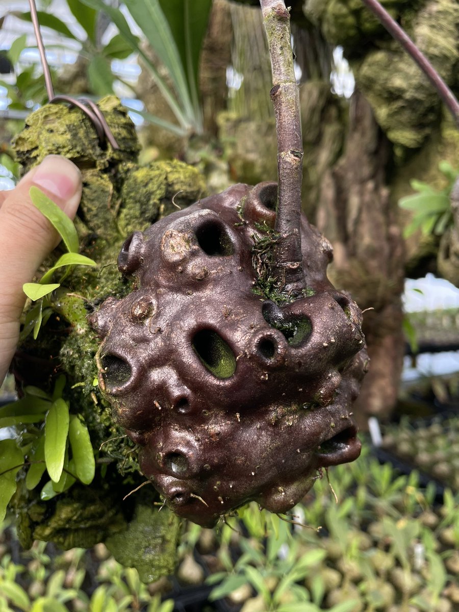 Hydnophytum sp. (large holes) 4年かかりましたがようやく販売開始