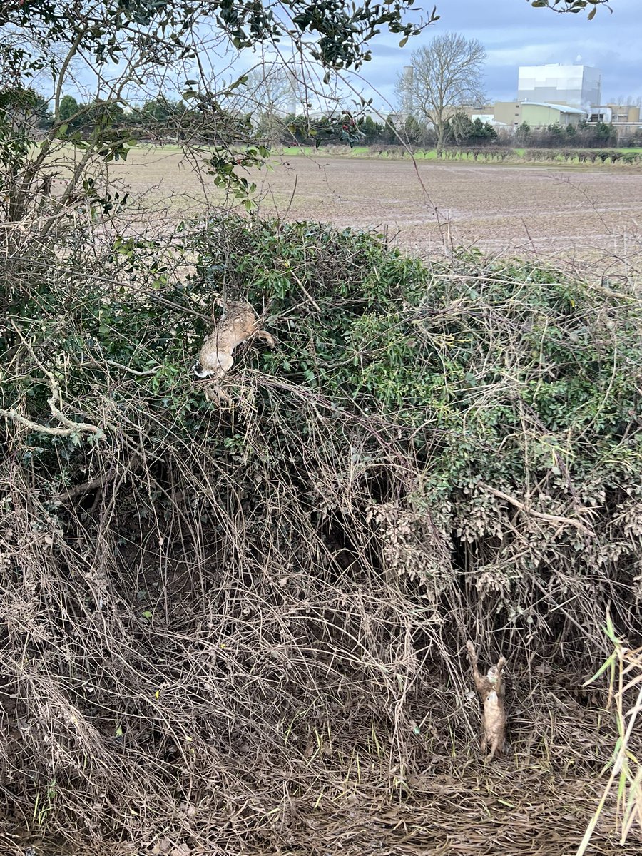 chrishardy6's tweet photo. @EnvAgency @NaturalEngland @Conservatives @FarmersWeekly @nfumidlands @BBCr4today @BBCFarmingToday 
Arguments for not dredging rivers is to protect wildlife?
Well that didn’t work out to well for these poor hares or any of the other animals living under water #Flooding https://t.co/IIqifwX7jG