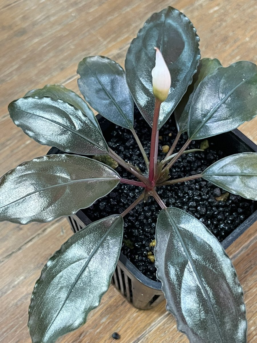 Bucephalandra sp. Kab.Mahakam hulu 【TB】 一時は危なかったけど