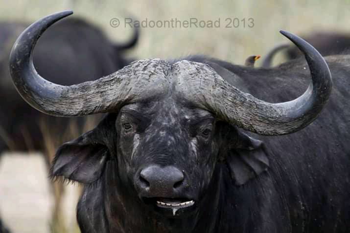 Visit Uganda and explore all kinds of buffalos.
#UgandaIsBlessed 
#ExploreUganda 
#NAMSummitUg2024 #G77ChinaSummitUg24