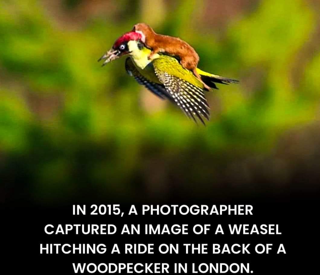 The beauty of perfection..