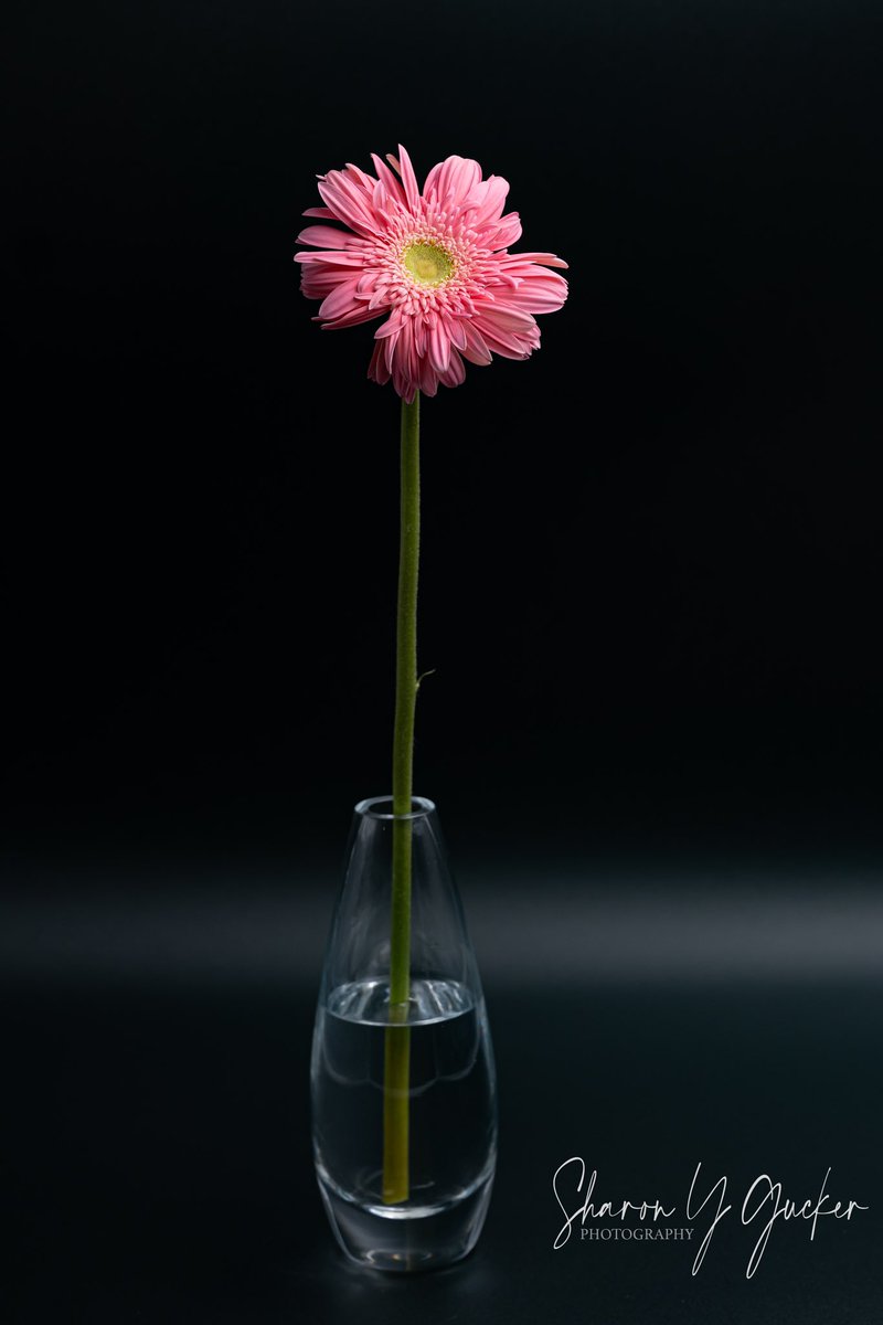 sygdesigns's tweet photo. Gerber Daisy
#flower #flowetphotography #singleflower #nikonphotography #nikoncreators #picoftheday #ThePhotoHour #pinkflower #pink #floweroftheday #nikonphotographer #FlowersOfTwitter #flowerlovers #gerberdaisy #daisy #macrophotography #lightboxphotography #flowerinvase https://t.co/TarSY22Jyk