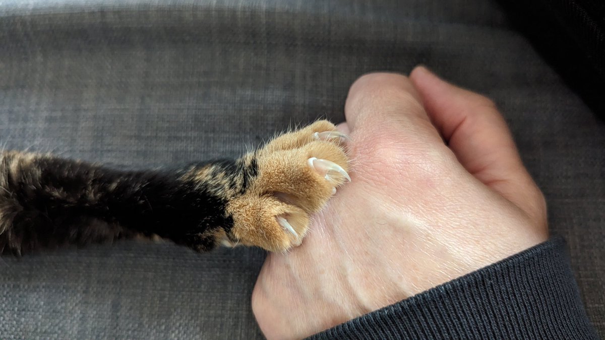 BoredPredator's tweet photo. You may think this is a handshake, but I'm actually asserting my dominance. Stay still, hooman, or the next lesson is on how to use a band-aid.
#ClawsOut #PowerPaw #CatsOfX https://t.co/xmbypcwSH2