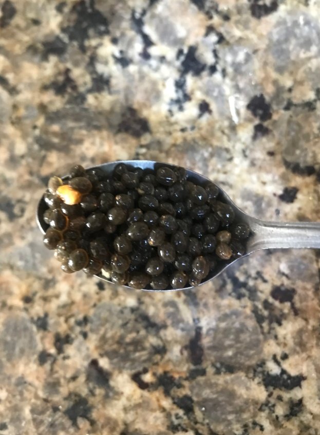 vasilisginger's tweet photo. La mayoría de las "enfermedades" son por parásitos 🪱 así que hoy me voy a desparasitar de forma práctica y sencilla con 2 cucharadas de semillas de papaya también conocida como lechoza licuados con un vaso de agua y se toma en ayunas por 5 días continuos https://t.co/zUXIDIvhCn